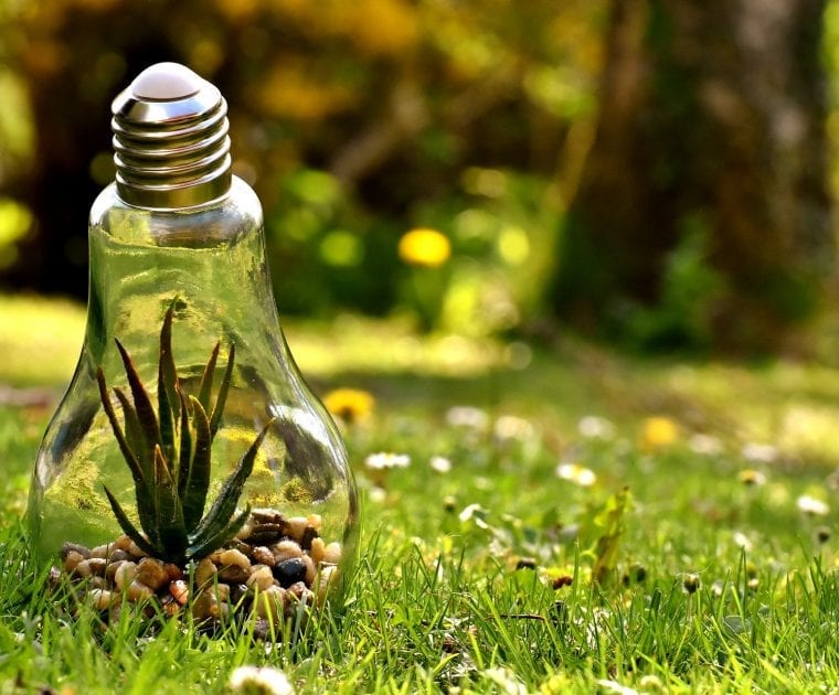 A small plant growing inside a repurposed light bulb on grass.