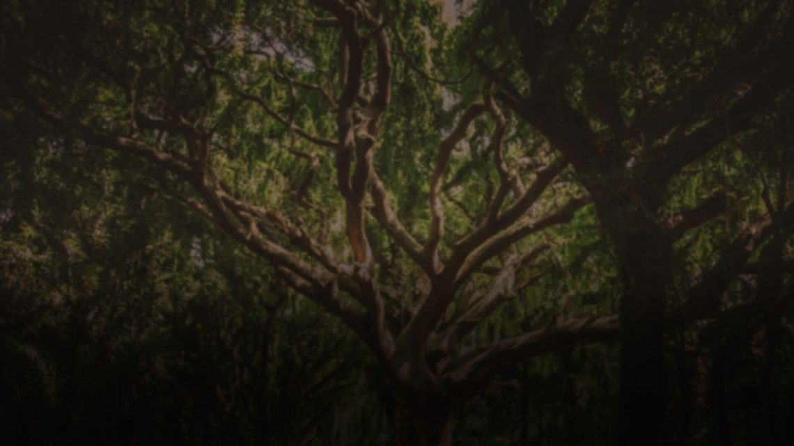 A large, sprawling tree with dense foliage in a dimly lit forest.