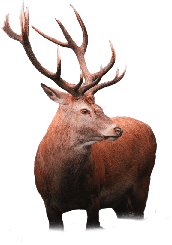 A majestic deer with large antlers looking to the side.