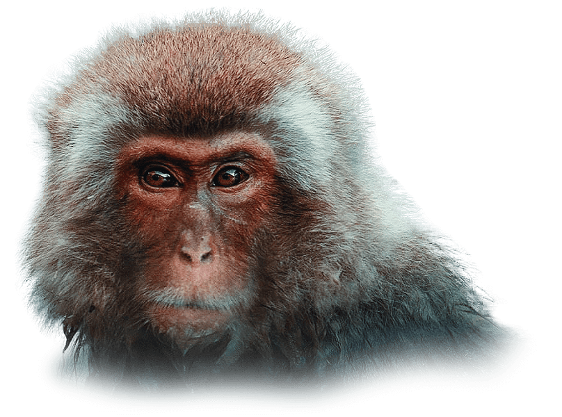 Close-up of a monkey's face with dense fur and intense eyes.