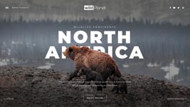 A grizzly bear in front of a North America wilderness backdrop.
