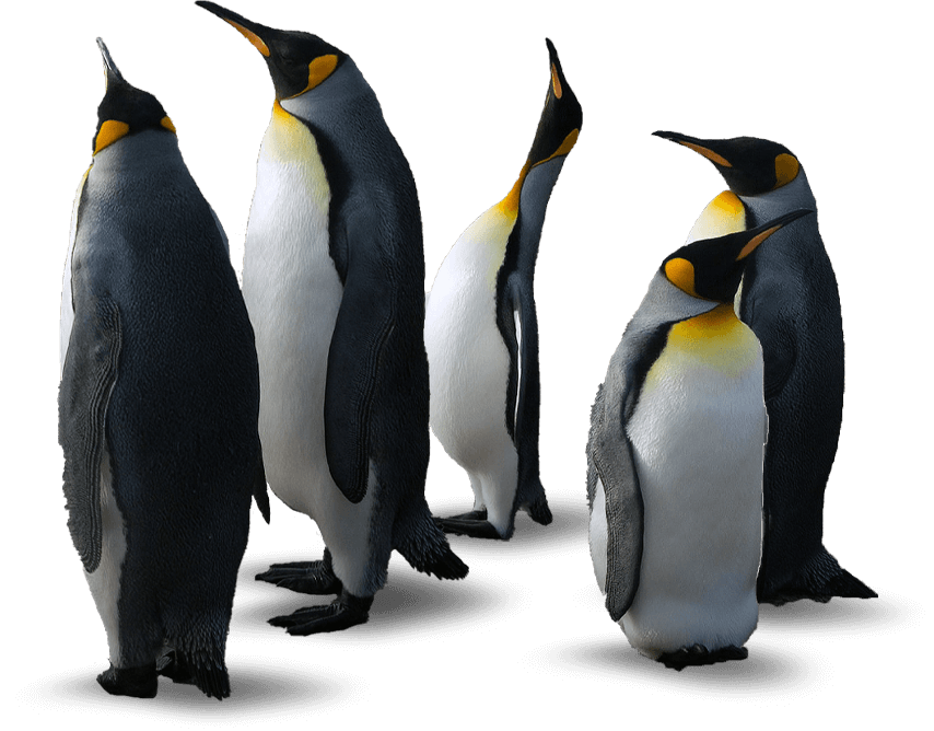 A group of five king penguins standing together on a dark surface.