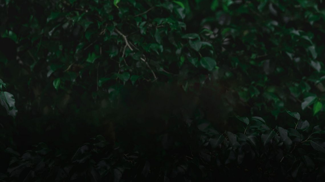 Dark green leaves in low light, creating a moody atmosphere.